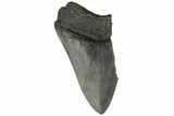 Partial, Fossil Megalodon Tooth #194005-1